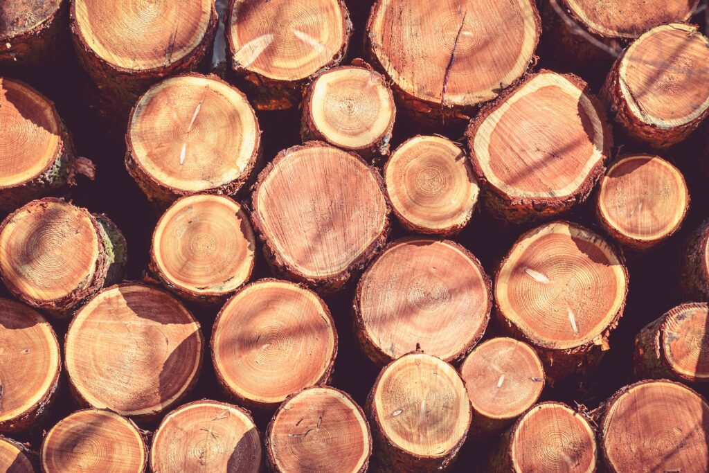 Holzstämme im Polter - kleine Holzkunde